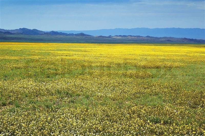 Yellow spring steppe and mountain range, stock photo