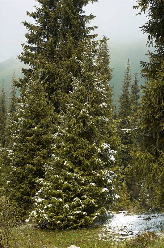 First snow on mountain pine forest, stock photo