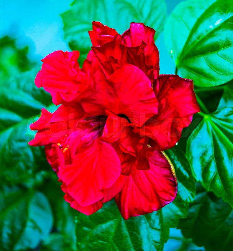 Hibiscus. Hibiscus flower. Red hibiscus flower. A branch of of a blossoming hibiscus.\Karkade, stock photo
