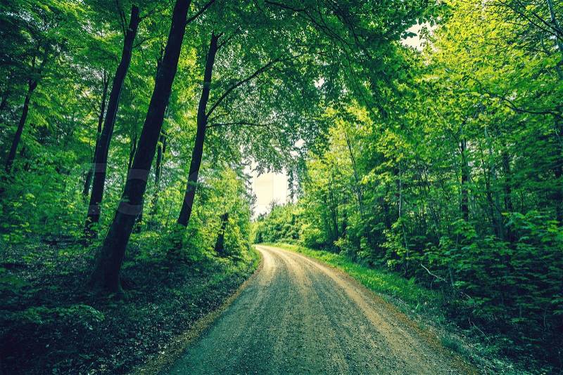 Road passing through a green forest in a countryside, stock photo