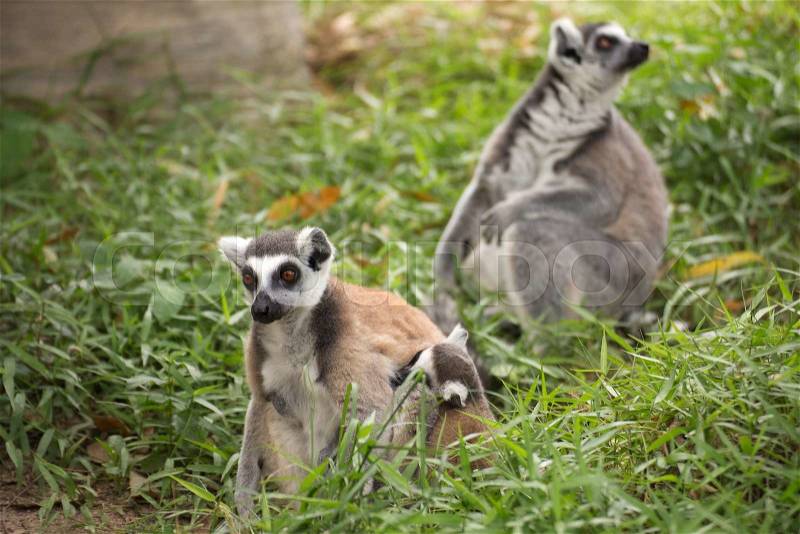 Family of ring-tailed lemurs standing on the floor , stock photo