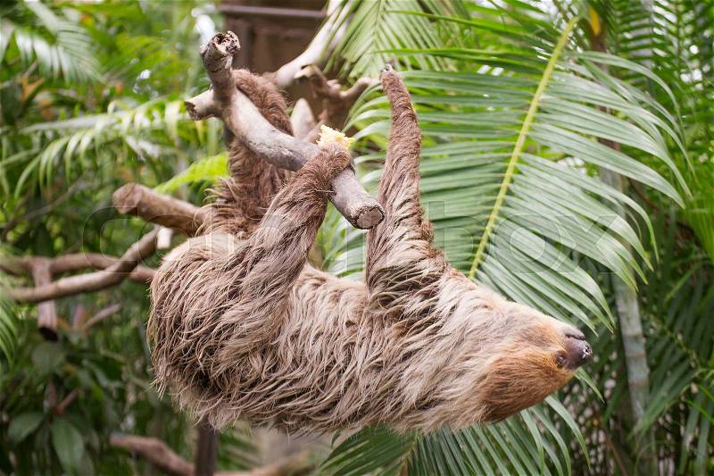Young Hoffmann\'s two-toed sloth (Choloepus hoffmanni) climbing on the tree, stock photo
