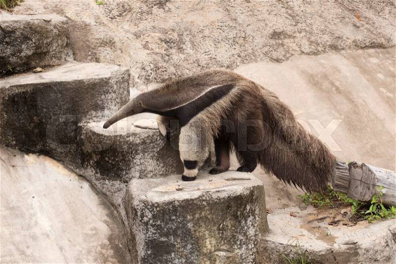 Giant ant eater walking to up stair, stock photo