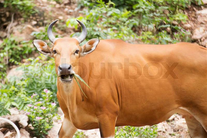Closed up Wild Cattle eating the grass , stock photo
