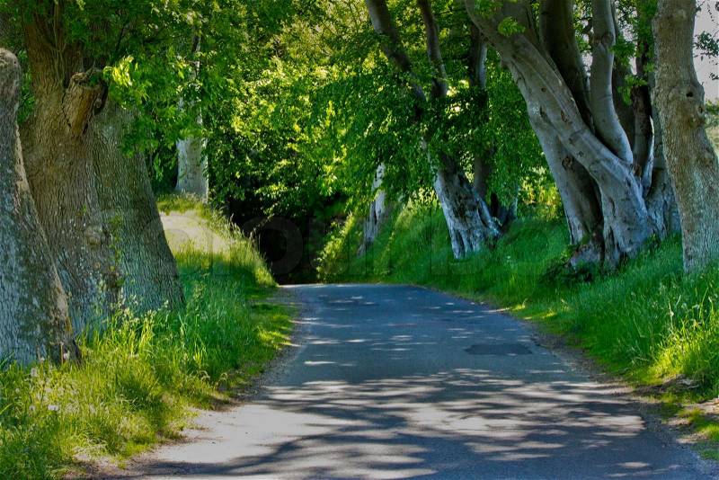 Narrow road in forest, stock photo