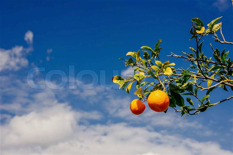 Branch orange tree, stock photo