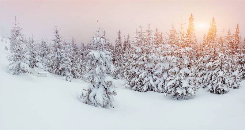 Winter landscape trees in frost and fog, stock photo