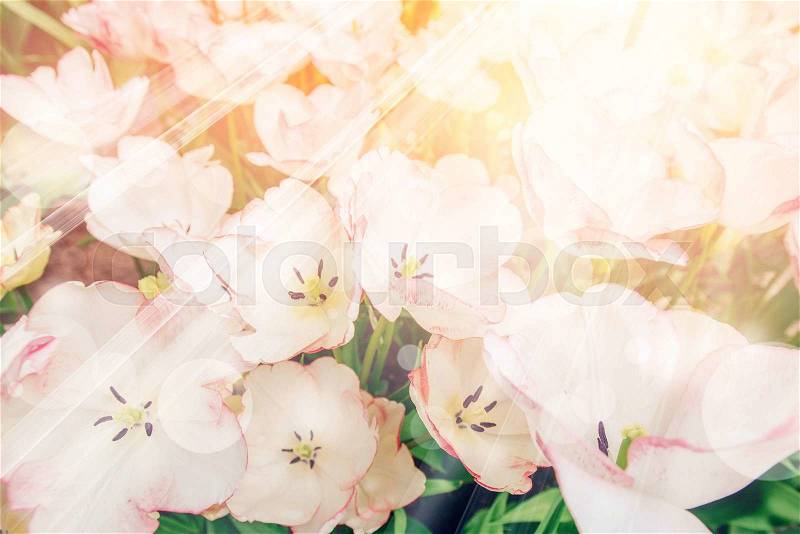 Beautiful pink blooming tulips. Bokeh light effect, soft filter. Instagram toning effect, stock photo