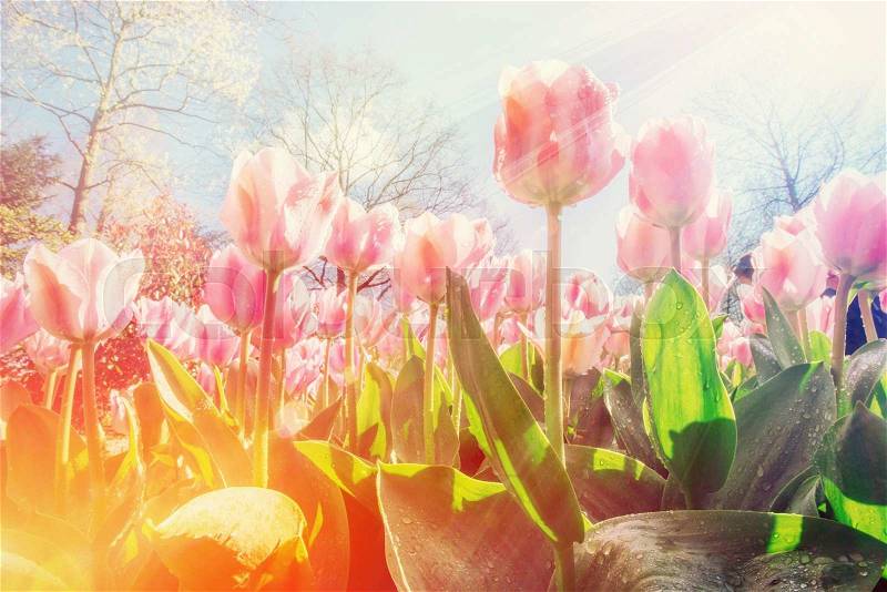 Group of pink tulips. Spring landscape. Bokeh light effect, soft filter. Instagram toning effect, stock photo