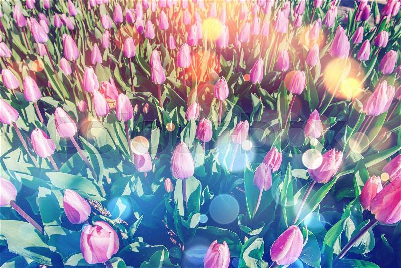 Group of pink tulips. Spring landscape. Bokeh light effect, soft filter. Instagram toning effect, stock photo
