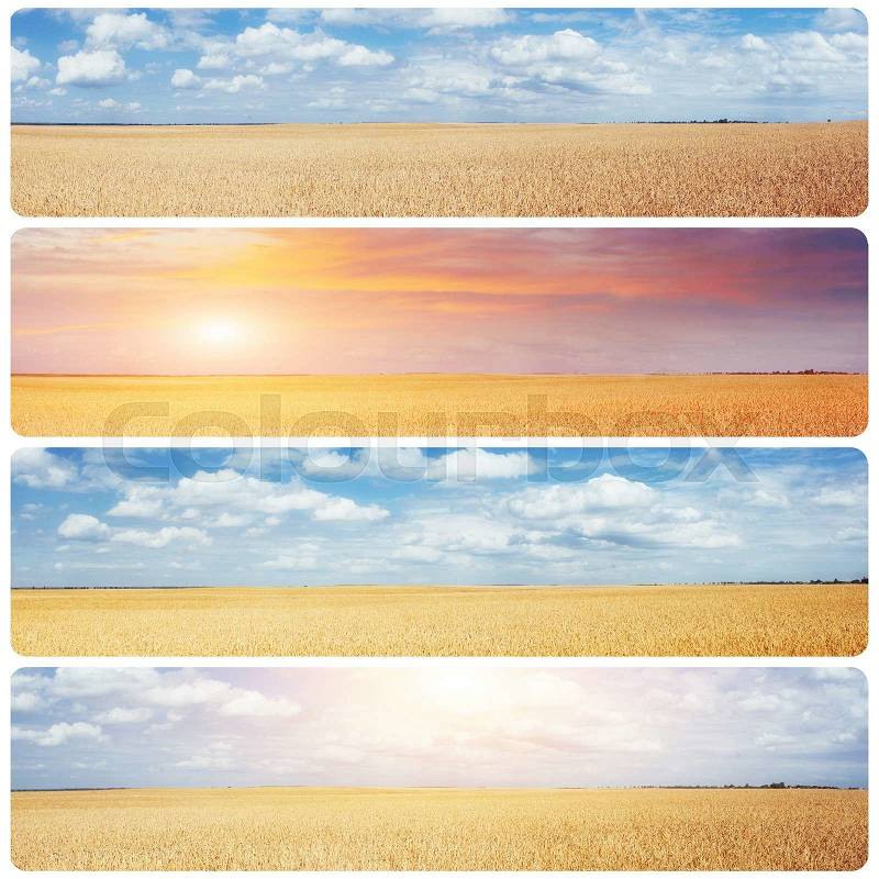 Creative collage wheat field and sun. Instagram tonic effect, stock photo