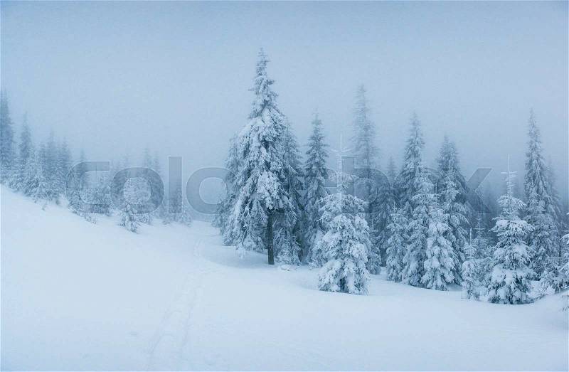 Winter landscape trees in frost and fog, stock photo