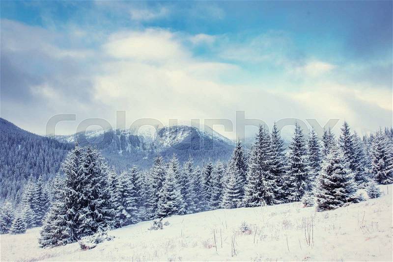 Mysterious winter landscape majestic mountains in winter. Magical winter snow covered tree. Europe. Happy New Year! In anticipation of the holidays!, stock photo