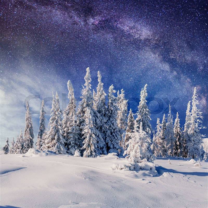 Dairy Star Trek in the winter woods. Carpathians, Ukraine, Europe, stock photo