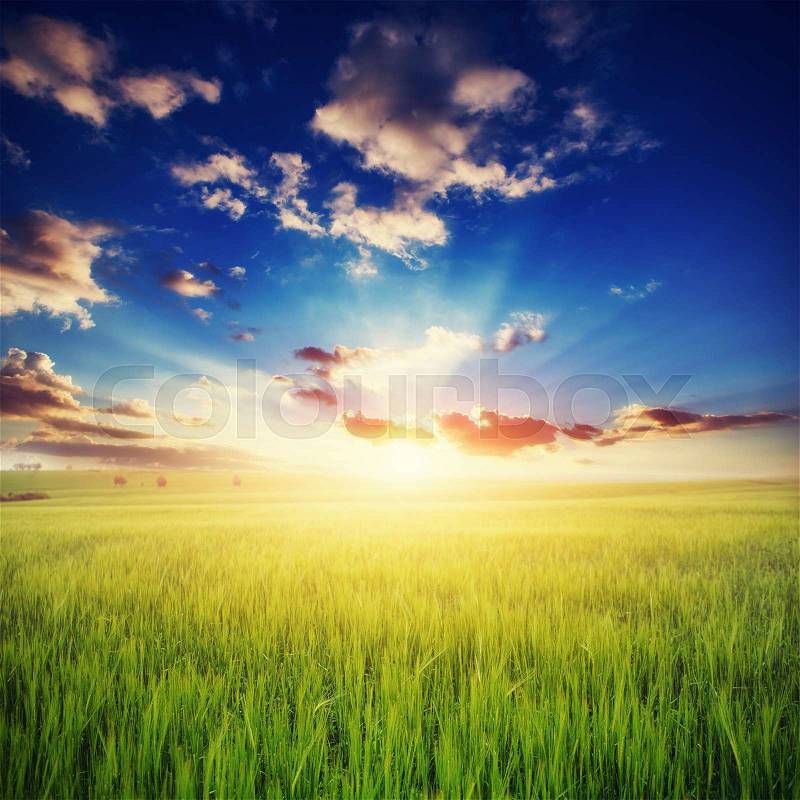 Colorful sunset over wheat field, stock photo