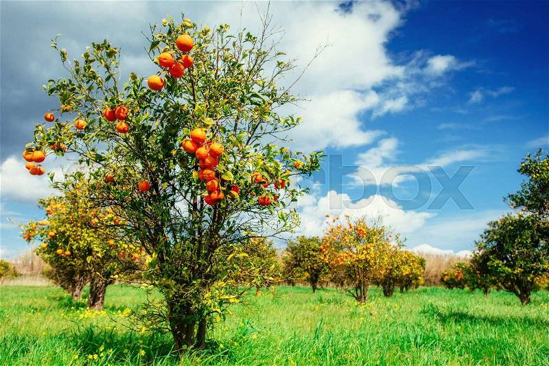 Orange trees plantations, stock photo