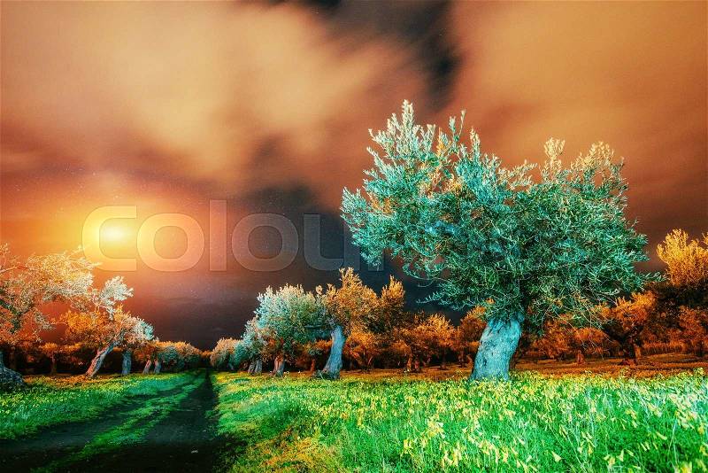 Fantastic views of the garden and the starry sky through the clouds. The Mediterranean climate. The magnificent and picturesque scene. Sicily. Italy, Europe, stock photo