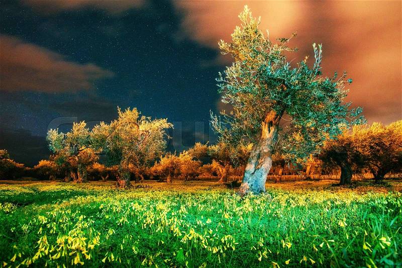 Fantastic views of the garden and the starry sky through the clouds. The Mediterranean climate. The magnificent and picturesque scene. Sicily. Italy, Europe, stock photo