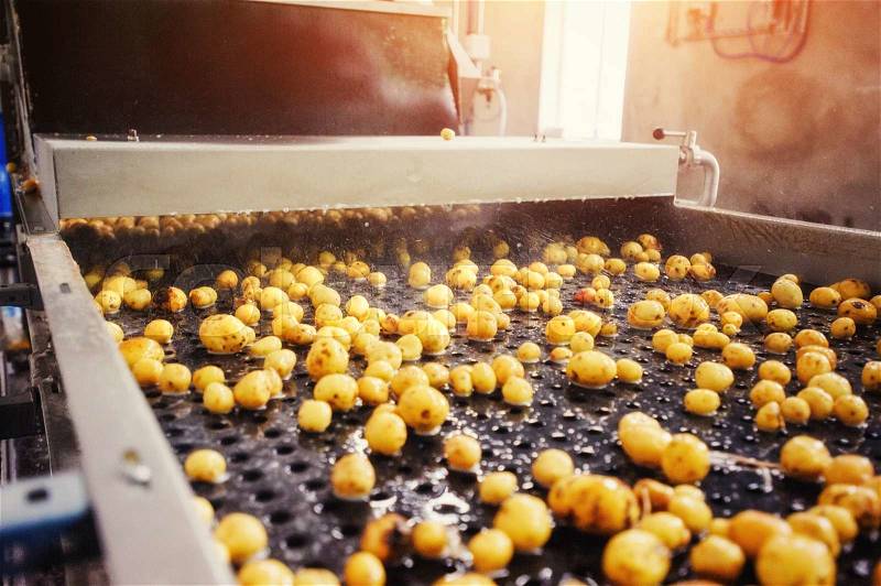 Cleaned potatoes on a conveyor belt, prepared for packing, stock photo
