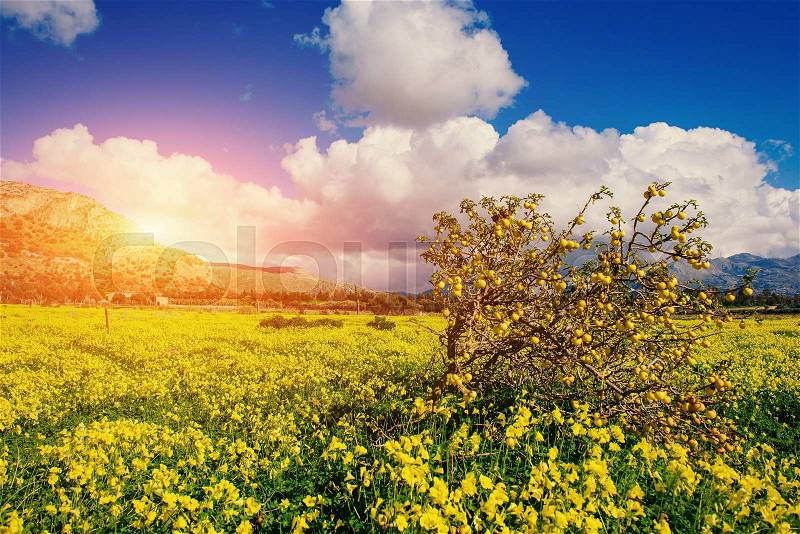Fantastic views of the garden with blue sky. Gorgeous and picturesque scene. Location Sicily island, Italy, Europe, stock photo