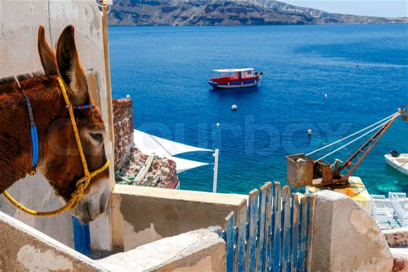 Donkeys to transport tourists from the harbor to the village Oia located at the top of the mountain, stock photo
