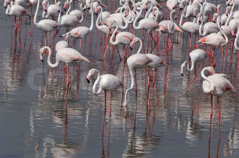 Flock of flamingo in Ras Al Khor wildlife sanctuary, stock photo