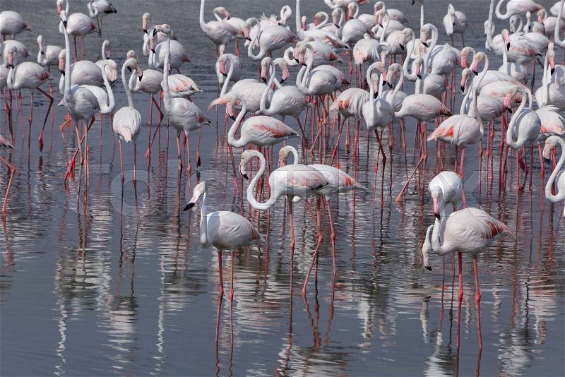 Greater flamingos in Ras Al Khor wildlife sanctuary, stock photo