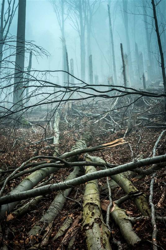 Fallen and broken by storm trees in forest in Carpathian mountains, stock photo