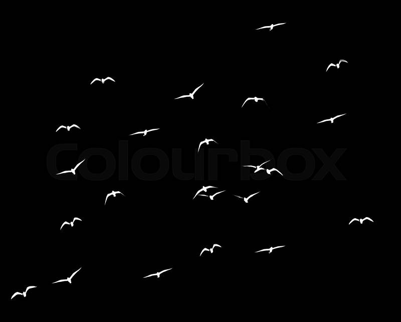 Silhouette of a flock of birds on a black background, stock photo