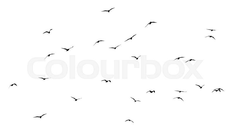 Silhouette of a flock of birds on a white background, stock photo