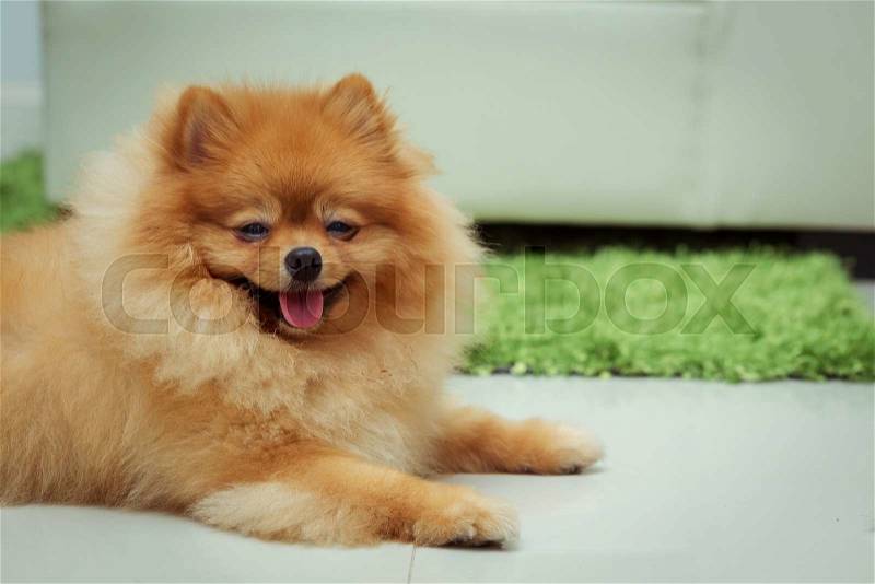 Pomeranian dog cute pets happy in home, image used vintage filter, stock photo