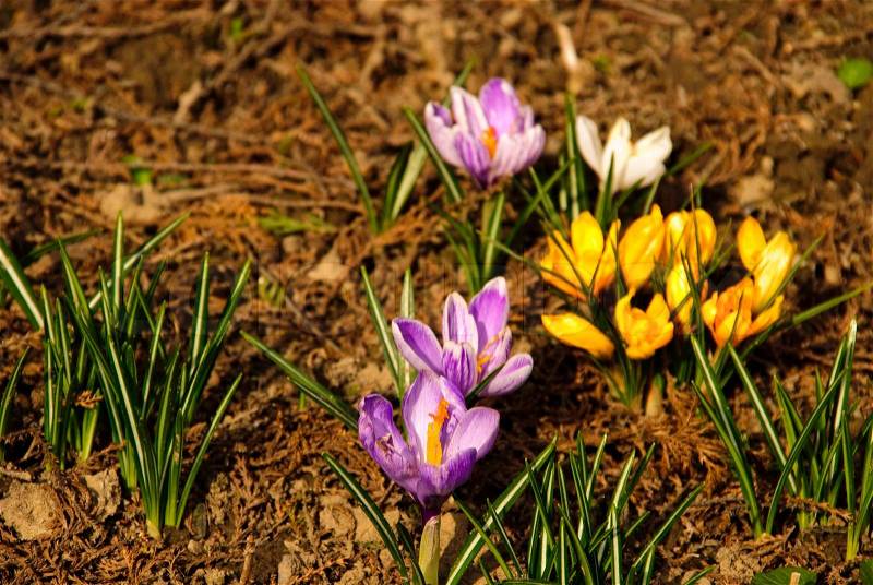 Different first spring flowers grow up in soil close up in national park. Shallow DOF, stock photo