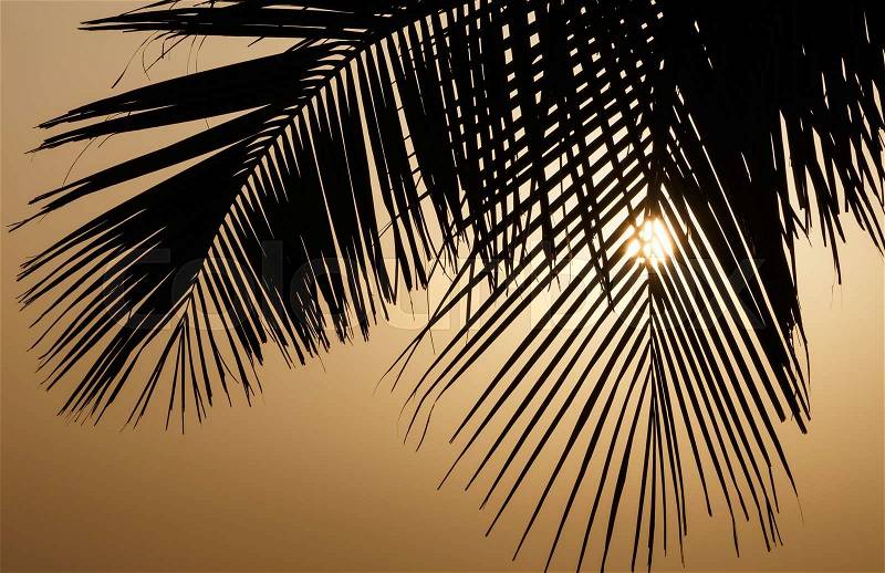 Silhouette of palm tree leaves at sunrise, stock photo