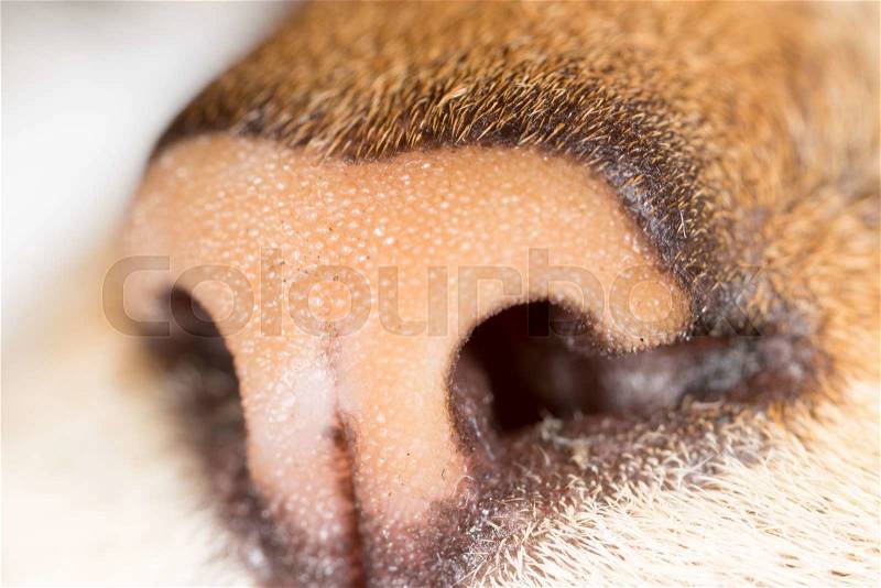 Cat nose in nature. macro, stock photo