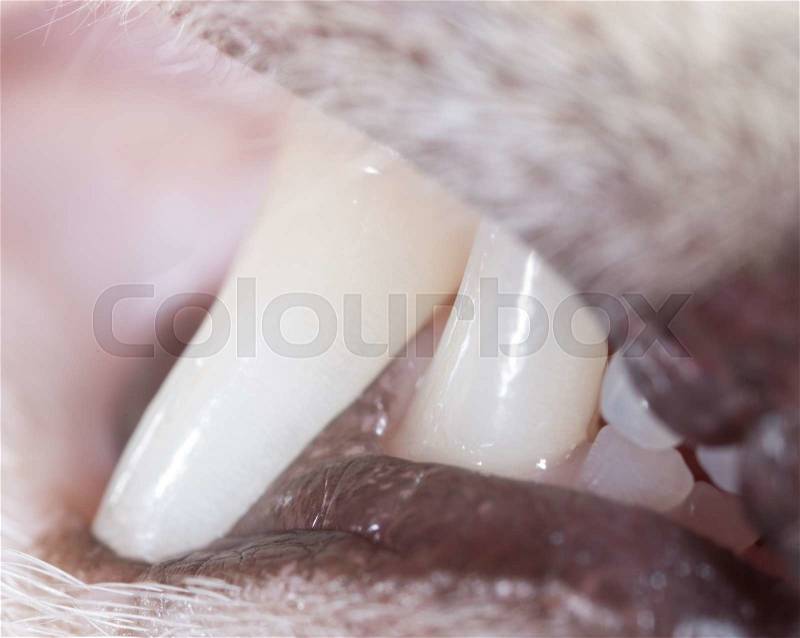Cat teeth in nature. macro, stock photo