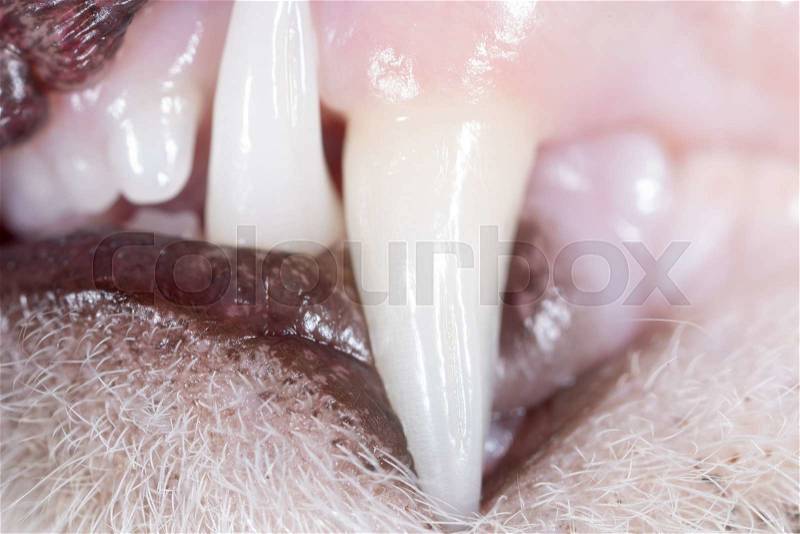 Cat teeth in nature. macro, stock photo