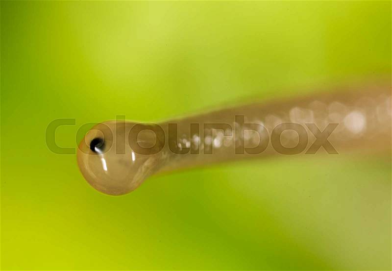 Eye snail in nature. super macro, stock photo