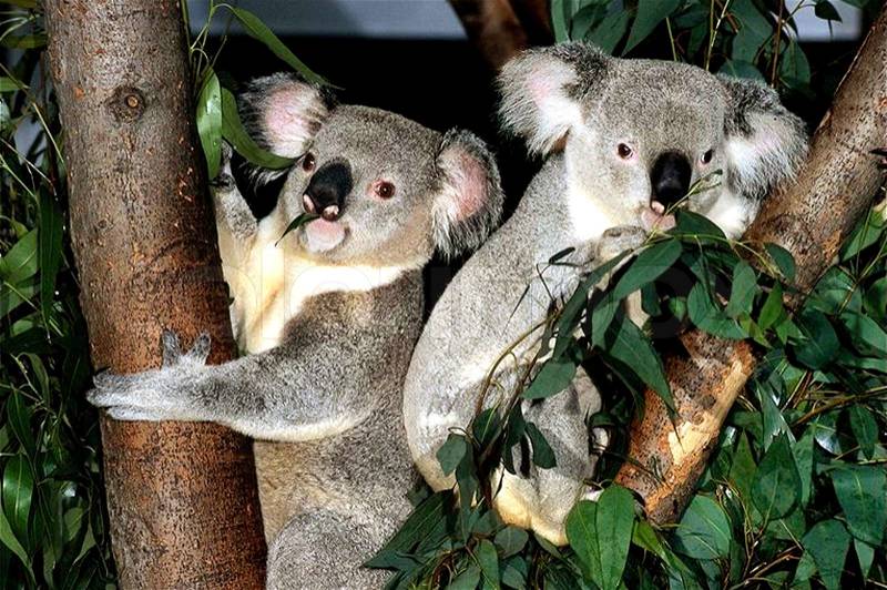 Koala bears climbing tree, stock photo