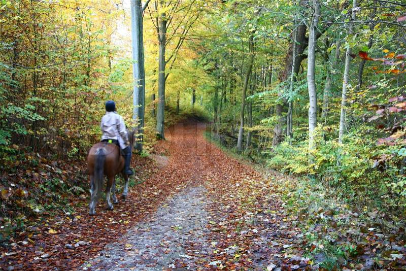 Rider on horse in a forest in autumn in Denmark, stock photo