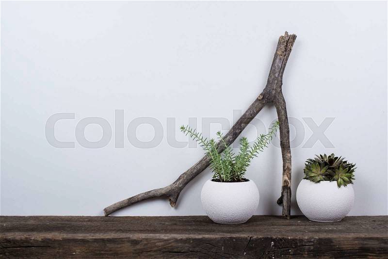 Scandinavian style home decor with plants on a rustic wooden board and white wall background, stock photo