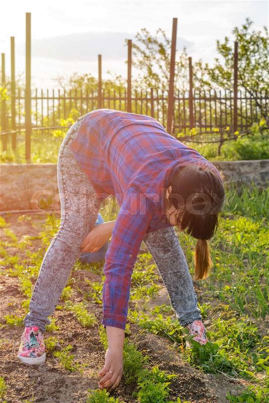 Woman busy weeding her vegetable patch in the garden bending down to manually remove weeds from seedlings, stock photo