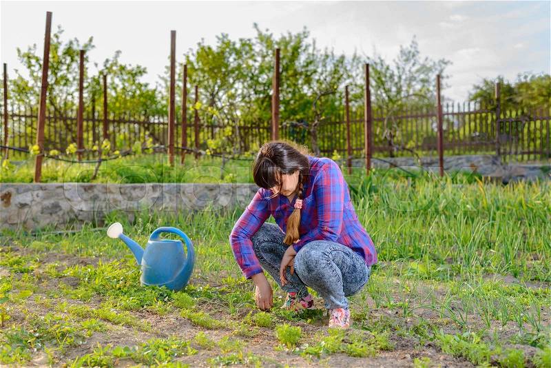 Woman squatting weeding seedlings in her vegetable patch in the garden with a blue watering can alongside her, stock photo