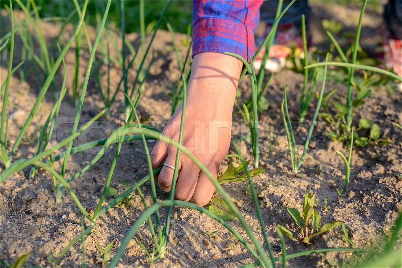 Woman pulling weeds in her vegetable garden in spring holding a weed in her hand as she manually weeds between the seedlings, stock photo