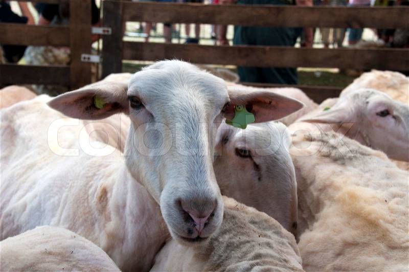 Sheep, stock photo