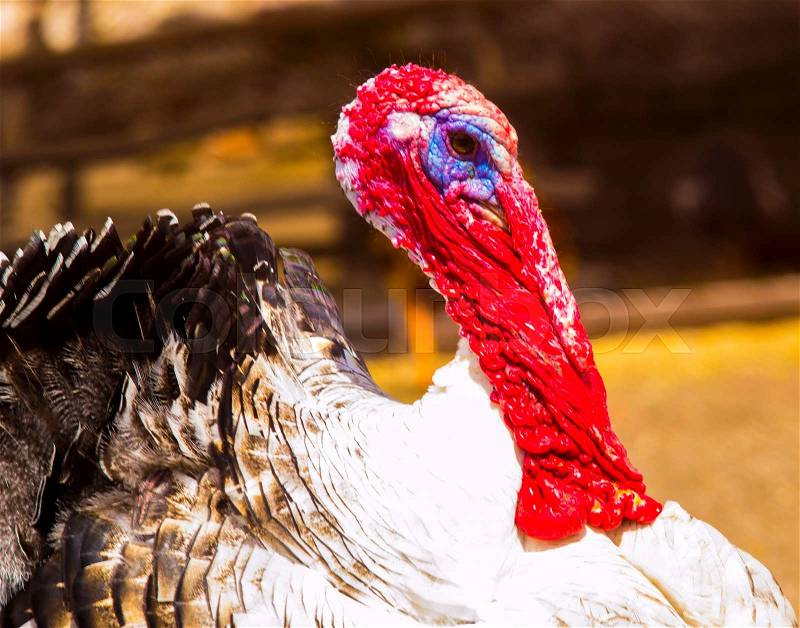 Turkey. Bird turkey. Poultry turkey. bird turkey farm. Portrait of turkey bird, stock photo