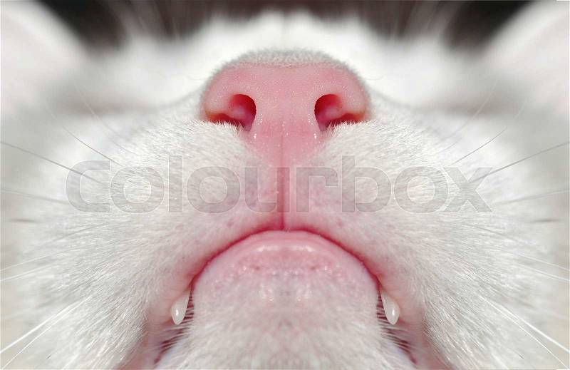 White cat nose blur macro, stock photo