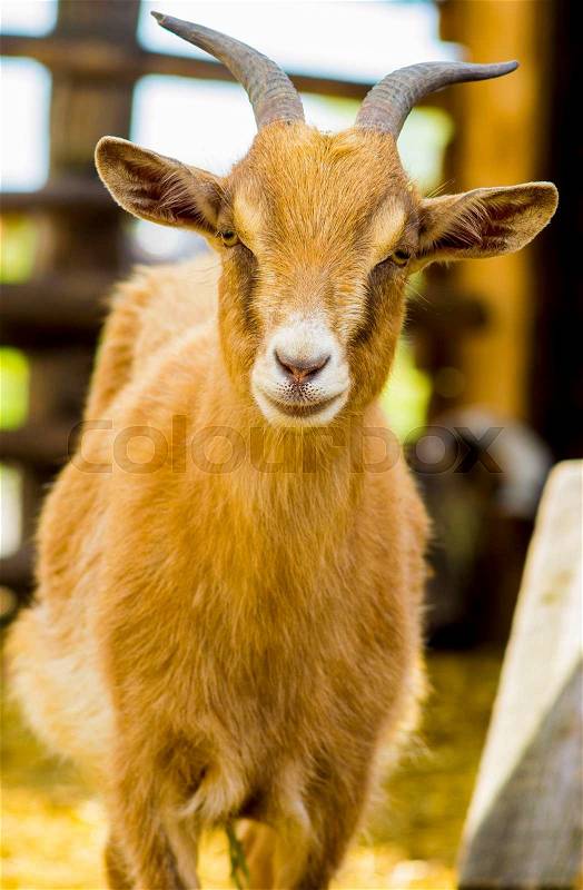 Goat. pet goat. animal goat. Goat on the farm. Young horned goat chewing, stock photo