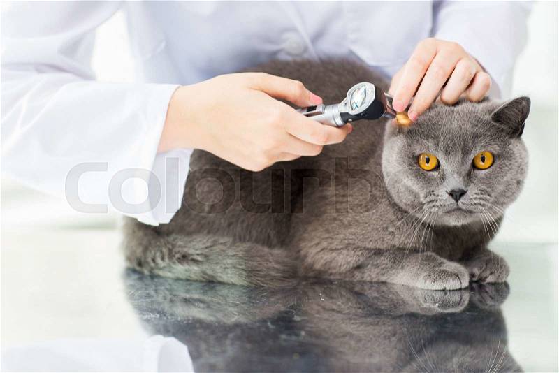 Medicine, pet, animals, health care and people concept - close up of veterinarian doctor with otoscope checking up british cat ear at vet clinic, stock photo