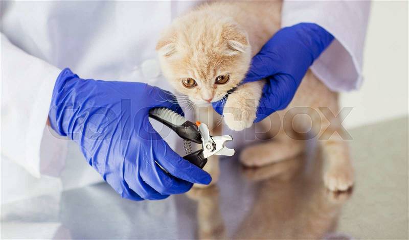 Medicine, pet, animals, grooming and people concept - close up of veterinarian doctor with clipper cutting scottish fold kitten nail at vet clinic, stock photo