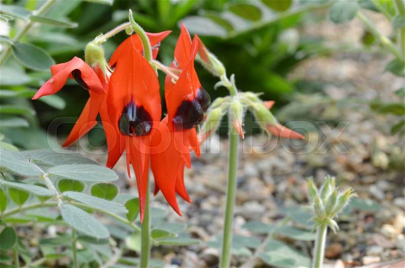 Sturts desert pea - floral emblem of south australia and the icon of the australian outback, stock photo
